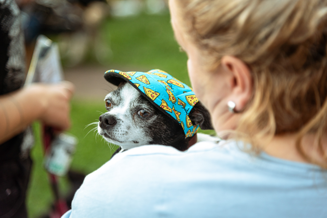 Šibenske šape rođendan proslavile izložbom pasa, tombolom i kvizom