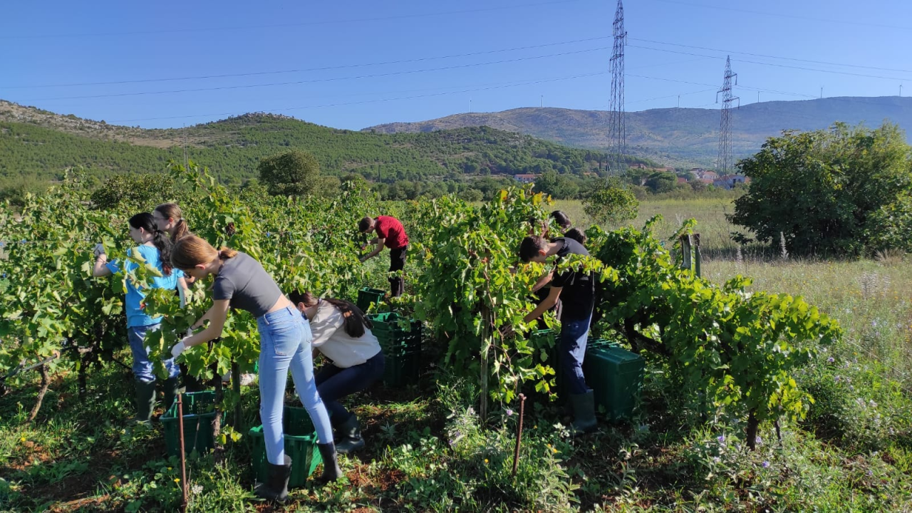 Šibenski učenici sudjelovali u berbi grožđa: 'Tko kaže da današnje generacije ne mogu i ne žele?'