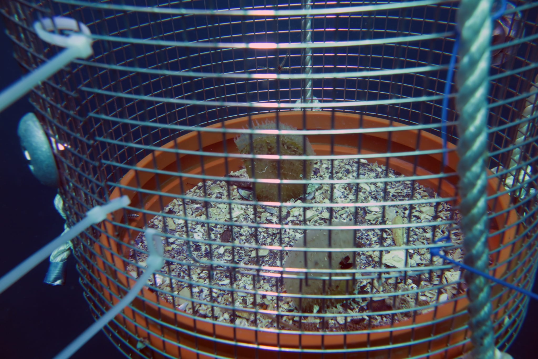 U Šibeniku prvi put periske vraćene u more: Dvije se preselile u kanal sv. Ante