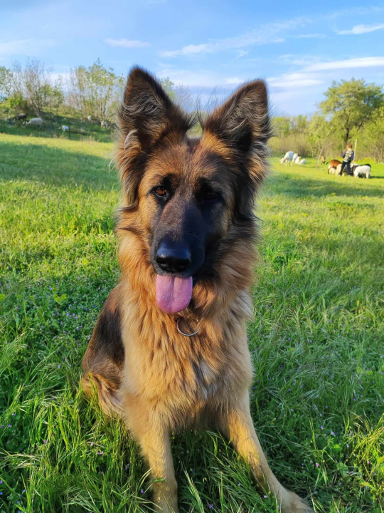Sve je krenulo s nekoliko ovaca, a danas obitelj Zelenika iz Knina ima pravo životinjsko carstvo