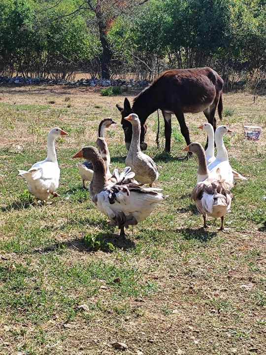 Sve je krenulo s nekoliko ovaca, a danas obitelj Zelenika iz Knina ima pravo životinjsko carstvo