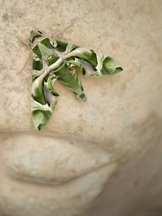  Jeste li se ikada susreli s ovom vrstom kukca?: 'Izgleda kao vanzemaljac'