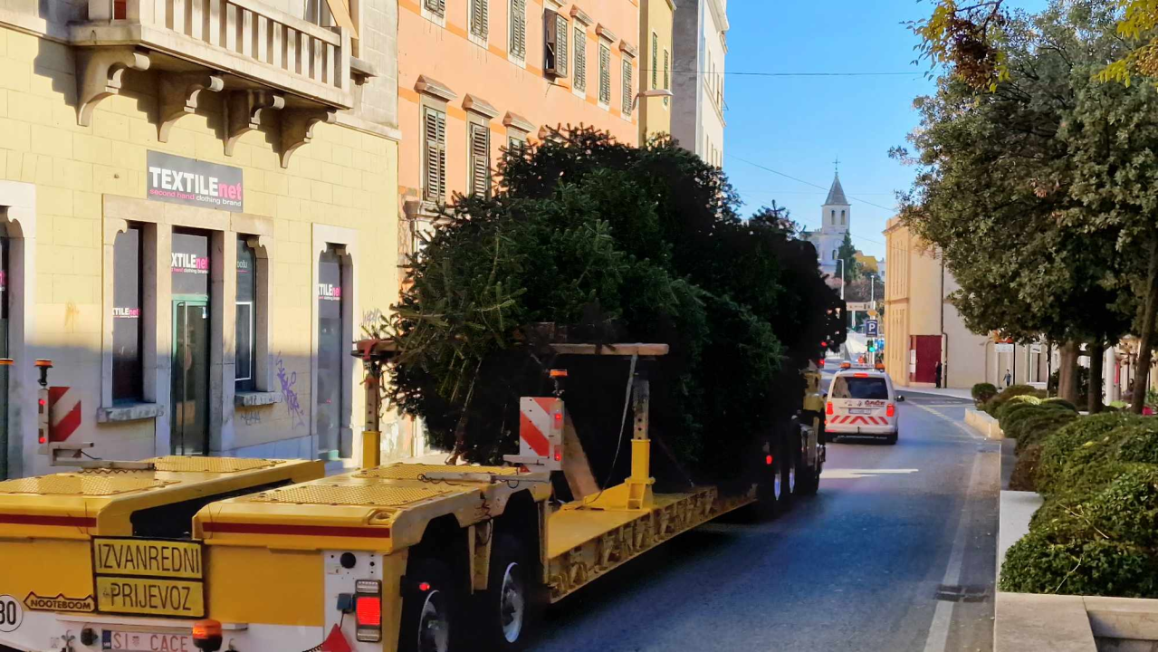 Na Poljani postavljena prva prava šibenska jelka: Kod klizališta stigla ravno sa Šubićevca
