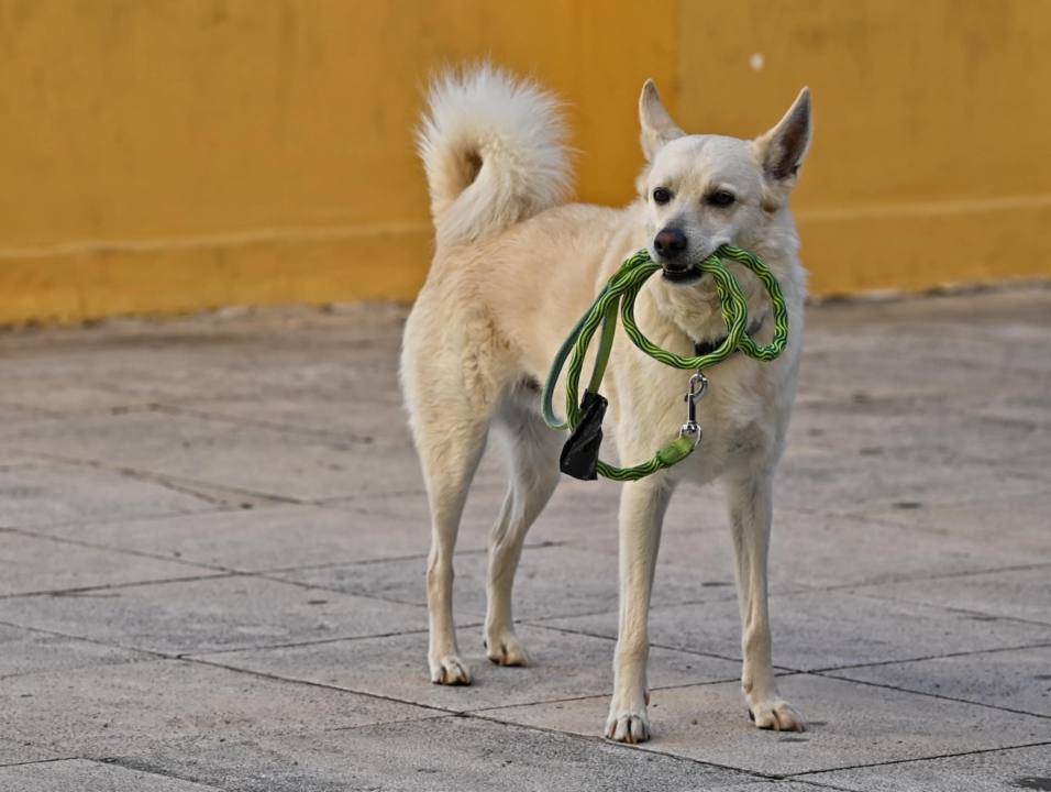 FOTO Đir po gradu, subota 7. prosinca