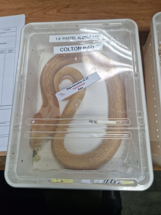 Kakav ulov: Carinici zaplijenili dvije kobre  