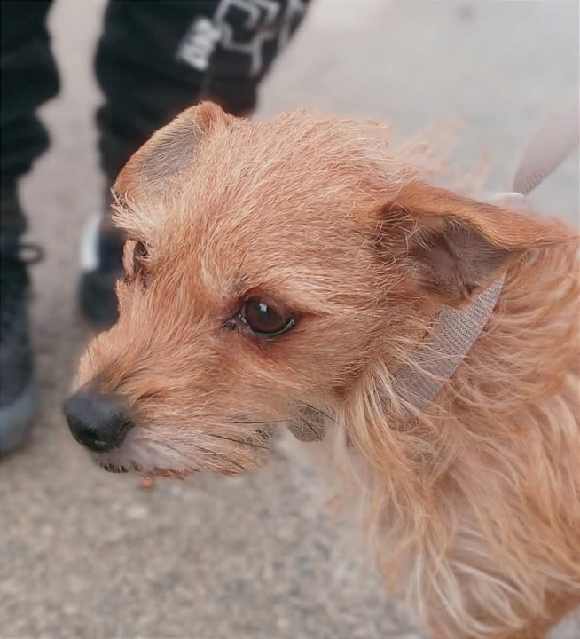 Mala iz Šibenskih šapa traži novi dom: Preslatka kujica s velikim srcem čeka na vas