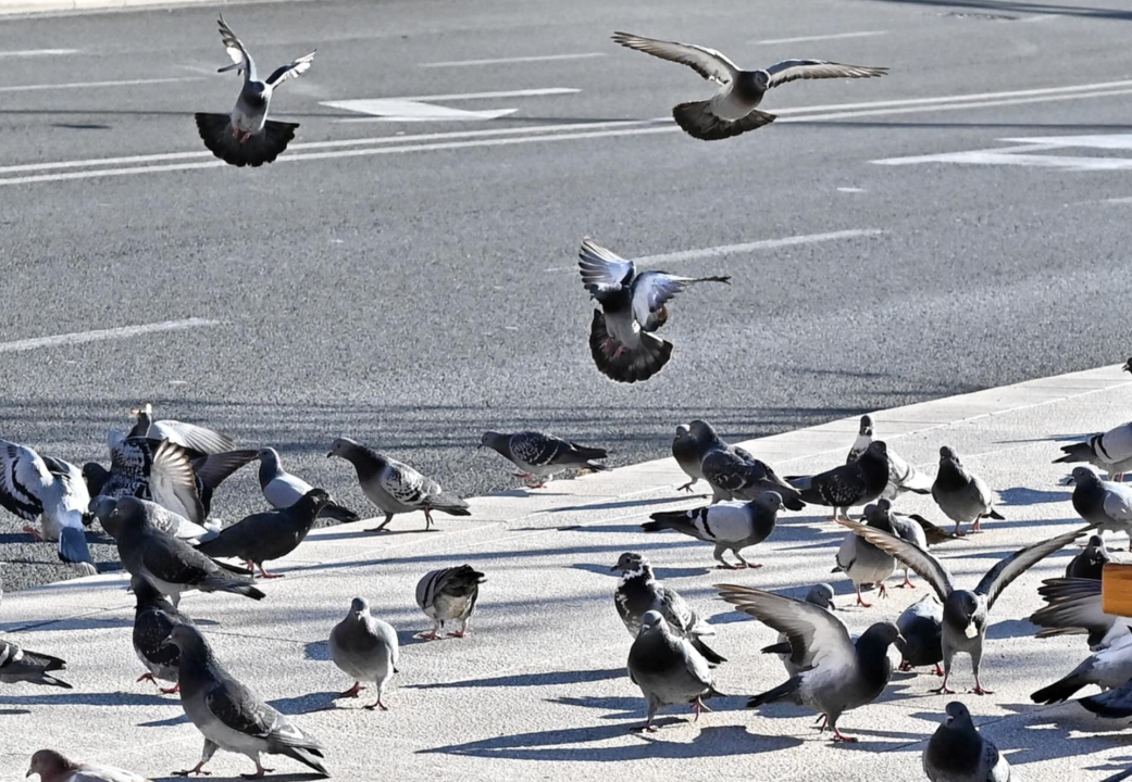 FOTO Đir po gradu, subota 11. siječnja