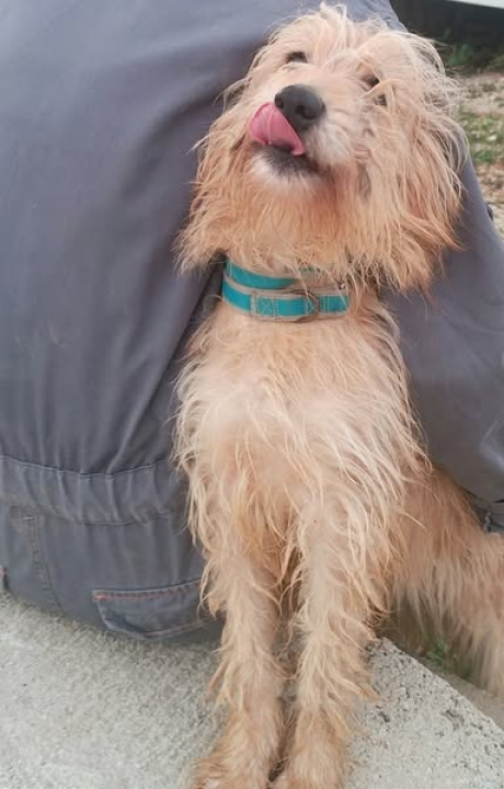 Malena Ziva bila je nečiji kućni psić, teško joj pada život u skloništu i traži novi dom