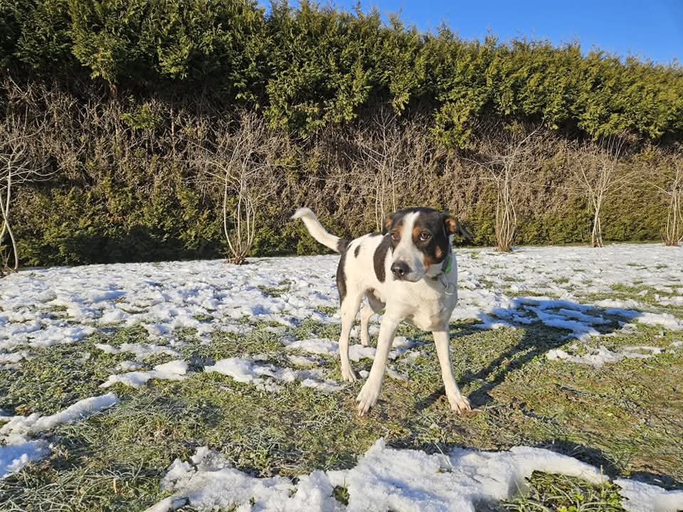 Žac i Oskar iz Šibenskih šapa