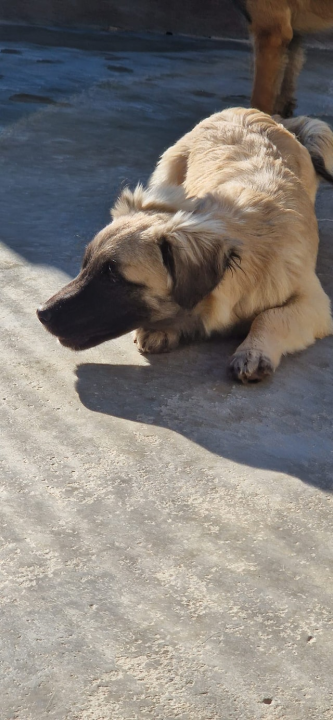 Vrckava kujica Emma traži svoj zauvijek dom