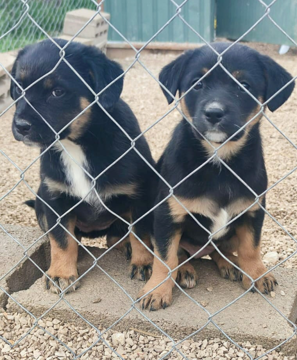 Maleni štenci stari samo dva mjeseca traže udomitelje
