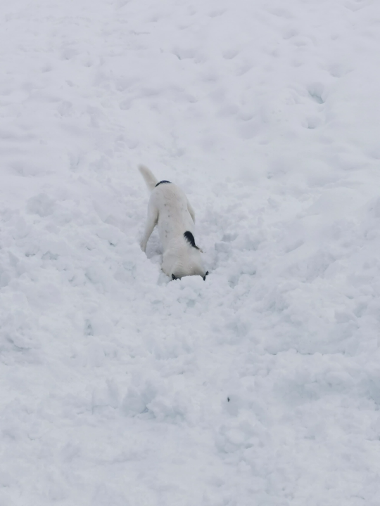Od odbačenog šteneta do potražnog psa