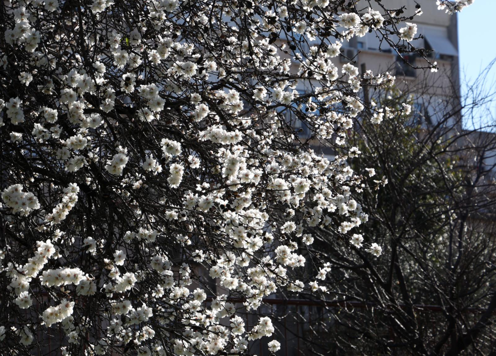 Postavljaju nove rekorde: Bademi u punom cvatu, a zima tek na pola puta