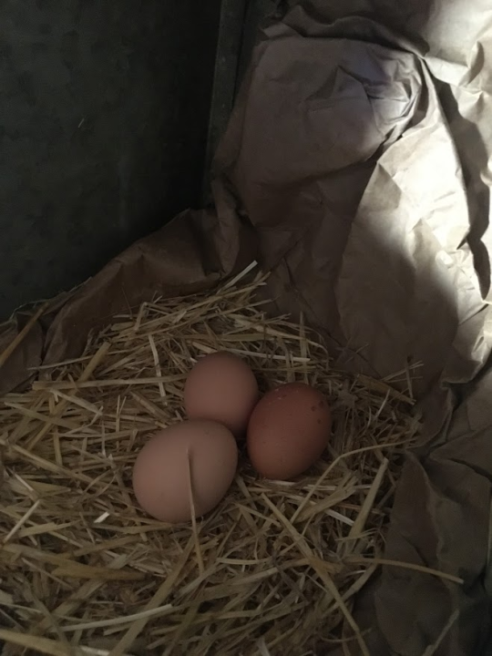 'Halo Jaja': Od koka do vaše kuhinje u najkraćem mogućem roku!