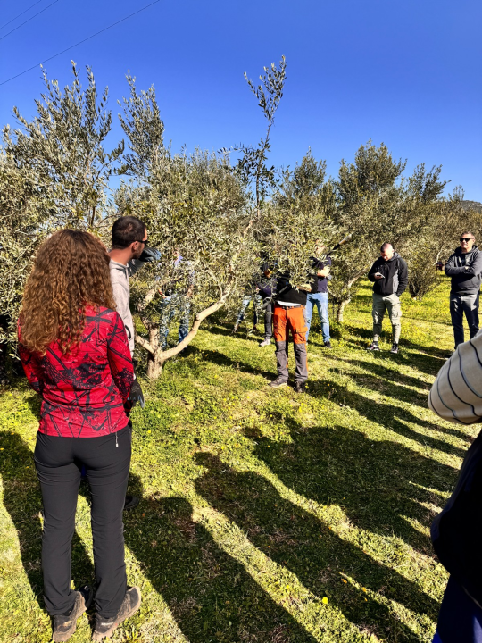 Velik broj maslinara okupio se u Pirovcu na radionici rezidbe maslina