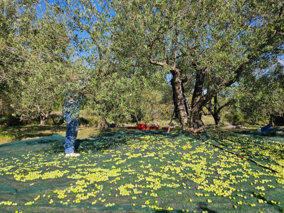 Obitelj Birin stoljećima se bavi poljoprivredom, a danas njihova ulja osvajaju svjetska zlata