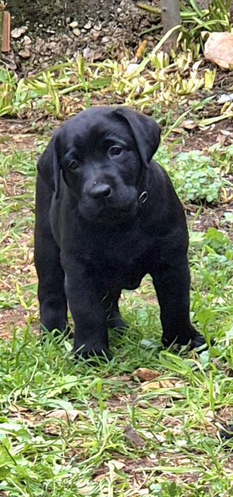 Preslatki štenci labradora spremni za novi dom – iz vrhunskog uzgoja s urednim rodovnicima