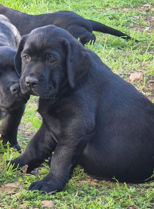 Preslatki štenci labradora spremni za novi dom – iz vrhunskog uzgoja s urednim rodovnicima