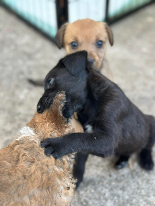 Pomozimo prekrasnoj Luni iz Šibenskih da pronađe dom koji zaslužuje