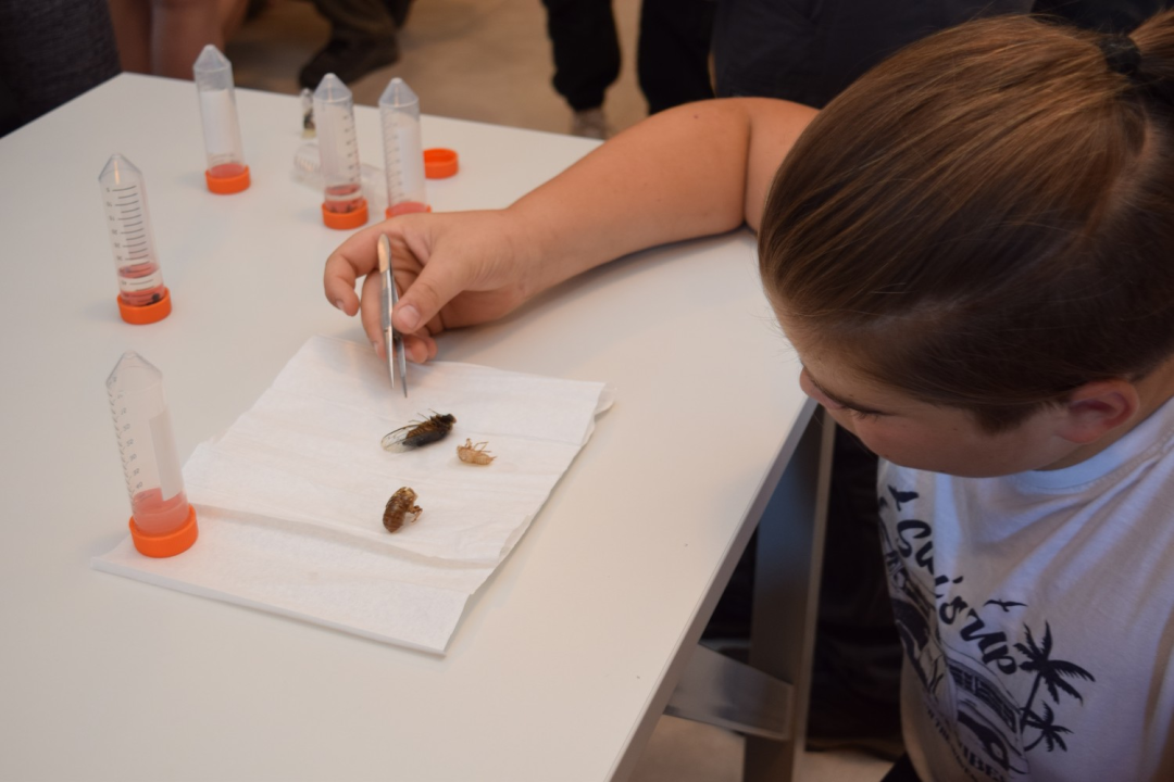 Mladi čuvari prirode: Junior Ranger grupa okupila se u Eko kampusu 'Krka' Puljani