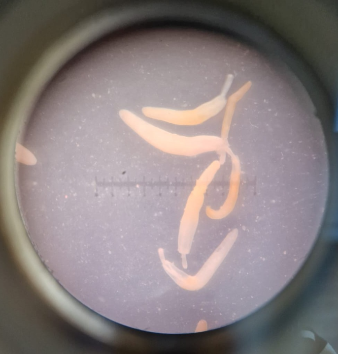  Znanstvenice s Ruđera dešifrirale genetsku tajnu parazita iz Krke koji 'usisava' teške metale