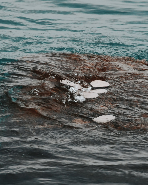 U četvrtak otvorenje izložbe 'Val od soli' Nataše Ninić