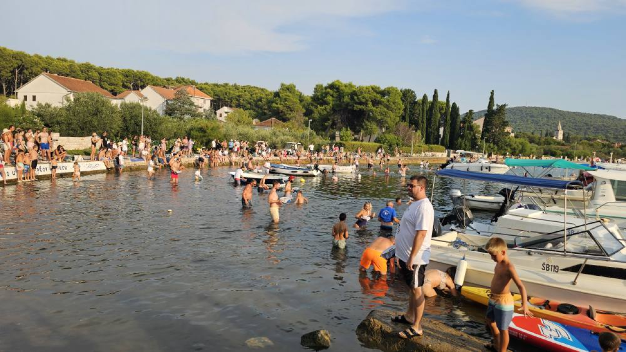 Lov na ciple na teću