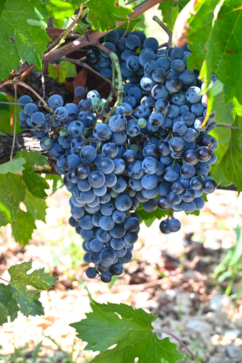 Priča o ćukteru:  Jeste li znali da su šibenski težaci od ciđe radili slatku deliciju?