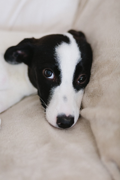 Šestomjesečna kujica Antea traži svoj zauvijek dom i moli za pomoć oko liječenja