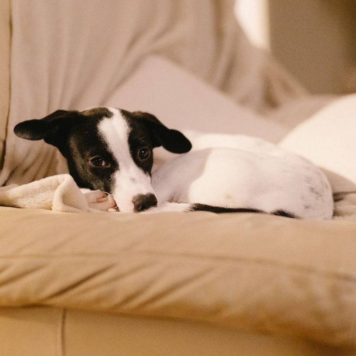 Šestomjesečna kujica Antea traži svoj zauvijek dom i moli za pomoć oko liječenja