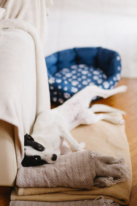 Šestomjesečna kujica Antea traži svoj zauvijek dom i moli za pomoć oko liječenja