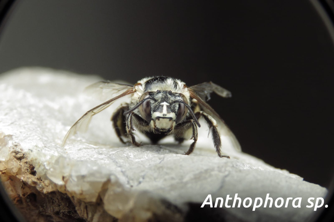 Mladi volonteri u NP Krka otkrili niz novih vrsta koje svjedoče o iznimnoj bioraznolikosti