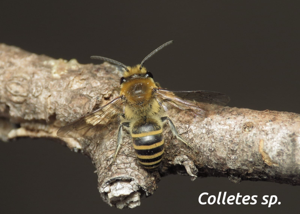 Mladi volonteri u NP Krka otkrili niz novih vrsta koje svjedoče o iznimnoj bioraznolikosti