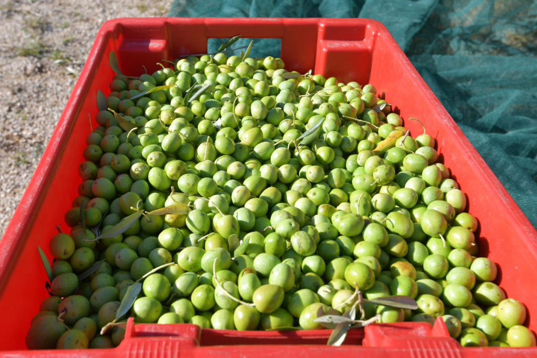 Masline koje liječe: Branitelji oboljeli od PTSP-a započeli s berbom u zaleđu Pirovca