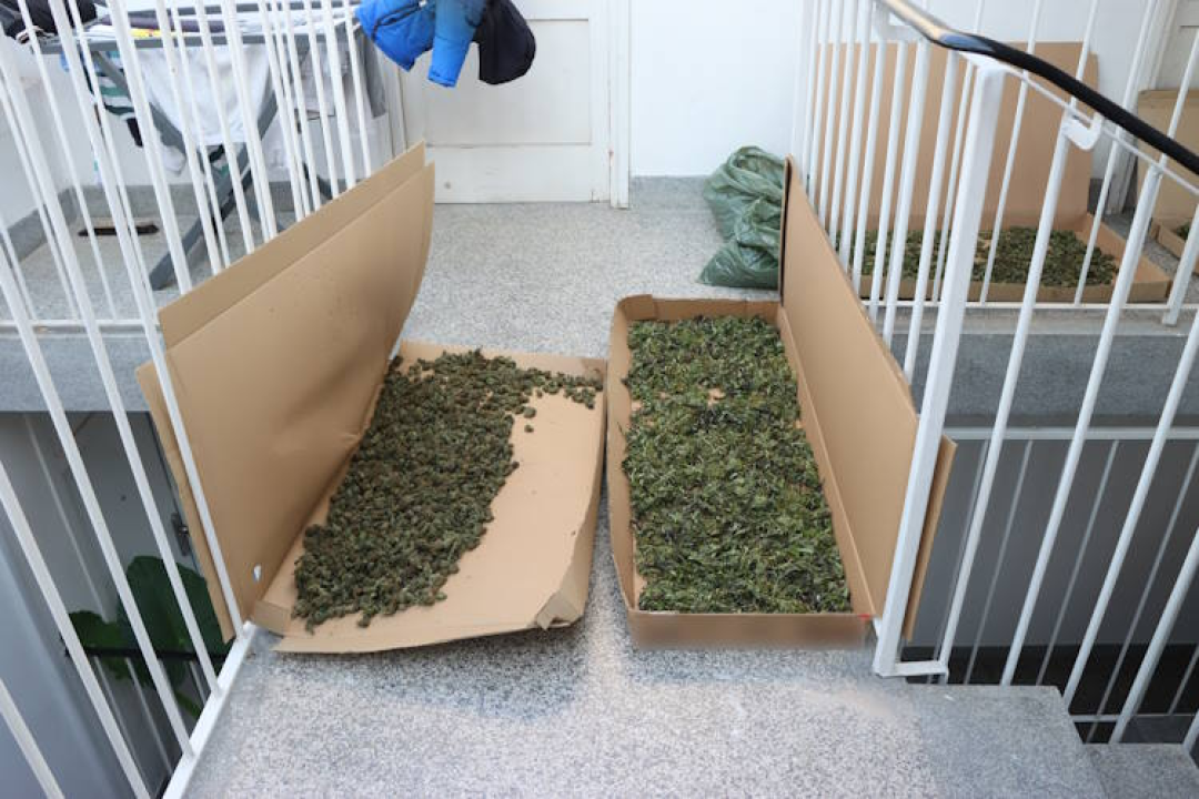 Mirovina nije dovoljna: Pretragom stana 70-godišnjaka pronađeno 4 kilograma marihuane