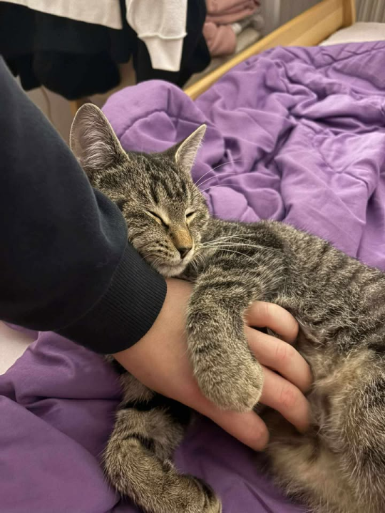 Dvije Nine u Šibeniku su spasile Sushija s ulice, a sada mu traže dom zauvijek