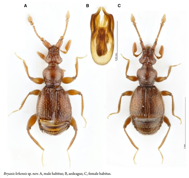 Nova špiljska vrsta kornjaša otkrivena u NP Krka. Ime je dobio upravo po parku 