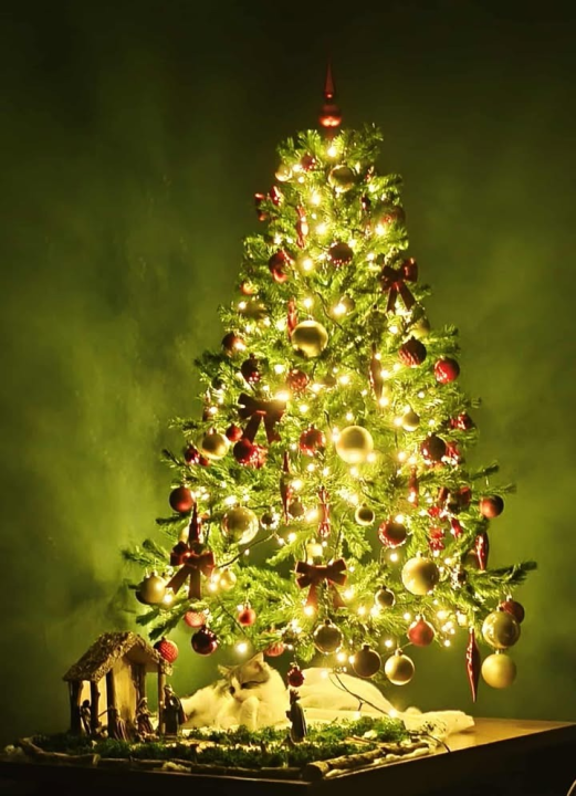 Odluka je pala: Donosimo vam pobjednike izbora najljepše božićne jelke ŠibenikIN-a