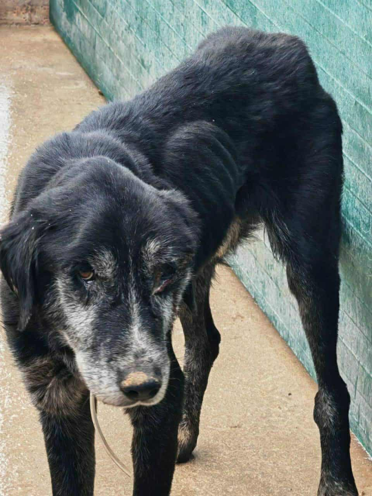 Alarmantno stanje u skloništu šibenskog AS-EKO-a