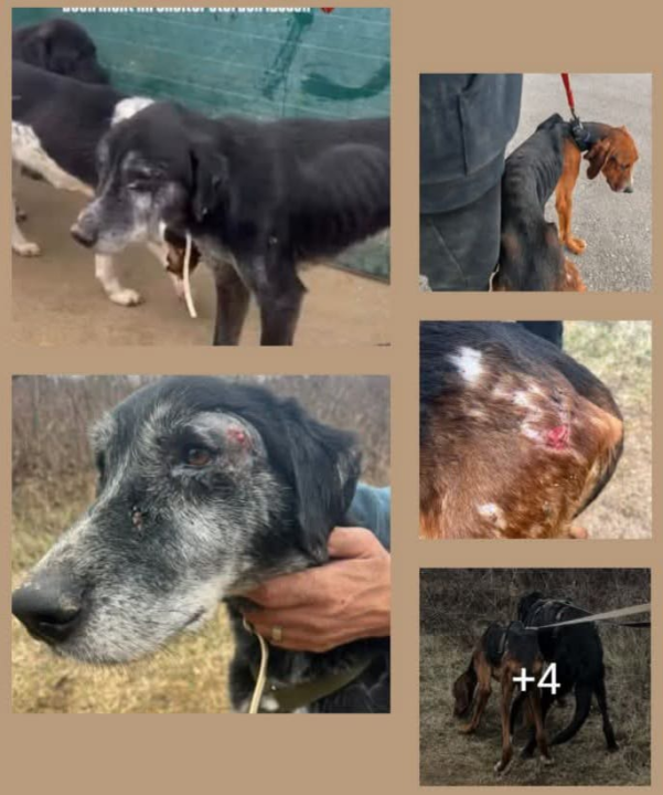 Pokret za životinje poslao apel Željku Buriću: 'Ovakvo stanje pasa u As Eku nije od jučer'