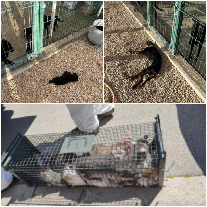 Pokret za životinje poslao apel Željku Buriću: 'Ovakvo stanje pasa u As Eku nije od jučer'