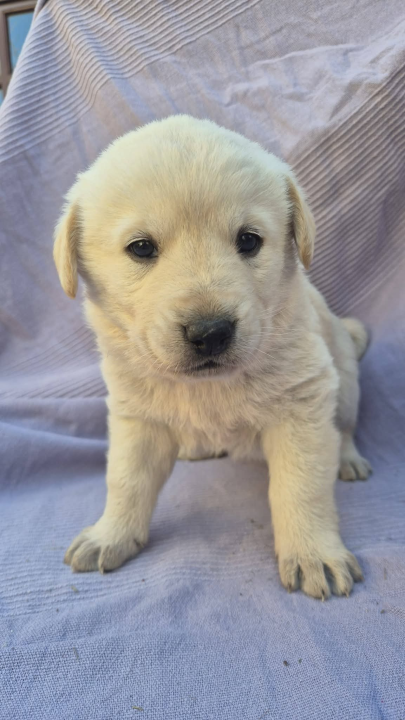 Pogledajte ova mala njuškala sa Zlarina. Netko od njih možda čeka baš vas