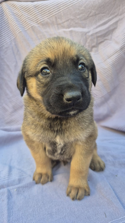 Pogledajte ova mala njuškala sa Zlarina. Netko od njih možda čeka baš vas