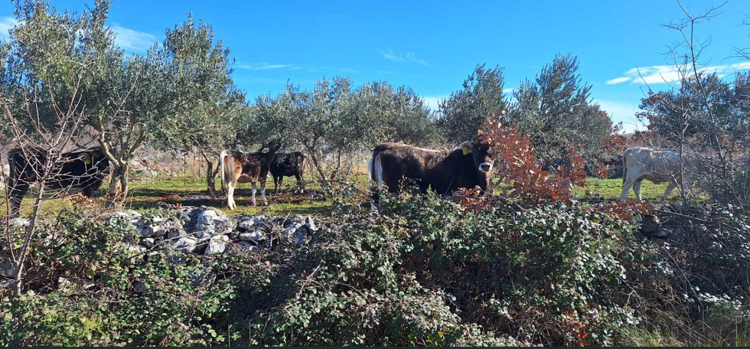 Nakon kratkog primirja, u Čvrljevu 'lutajuće' krdo ponovno radi kaos