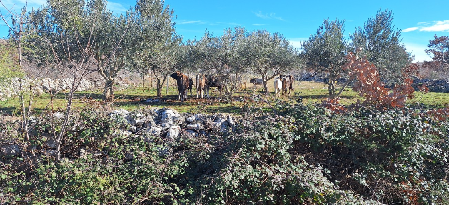 Nakon kratkog primirja, u Čvrljevu 'lutajuće' krdo ponovno radi kaos