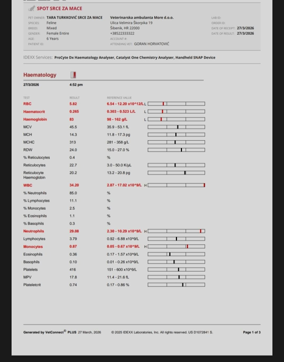 Volonterke pronašle macu u jako lošem stanju na šetnici prema Banju: 'Kako joj ne pokušati pomoći'