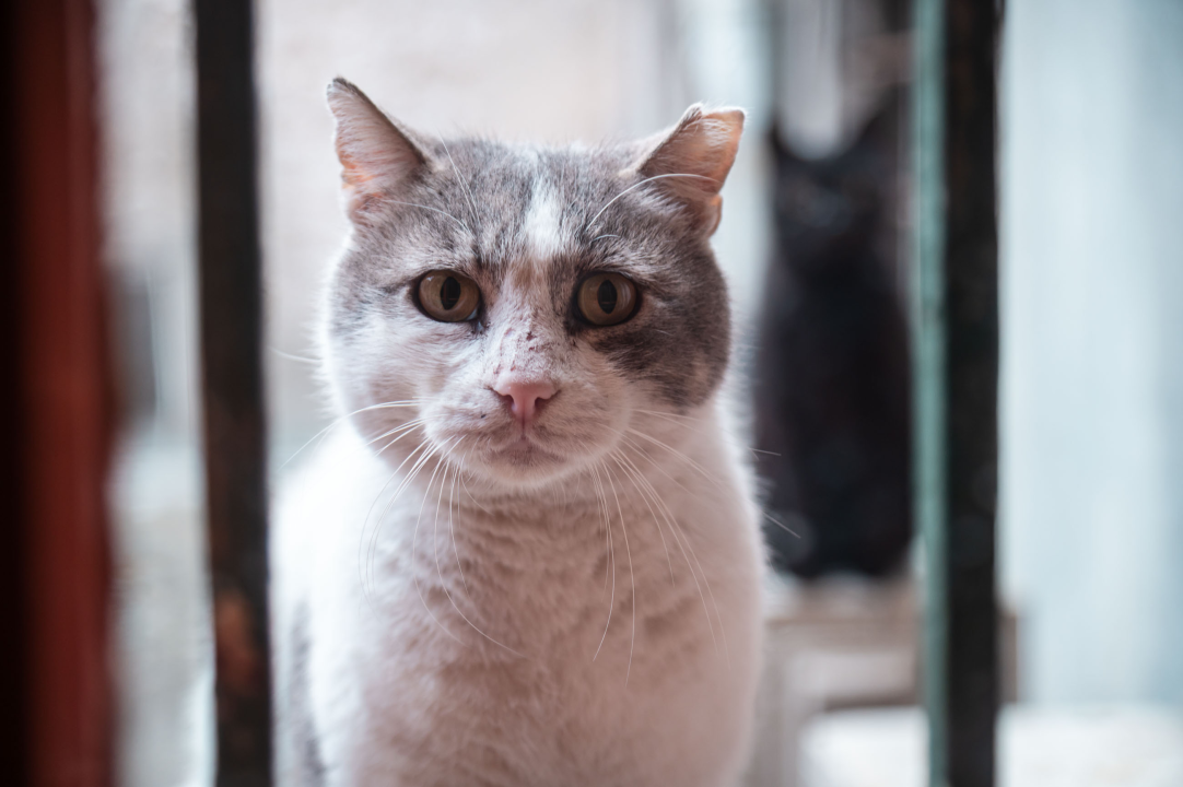 FOTO Đir po gradu, srijeda 1. travnja