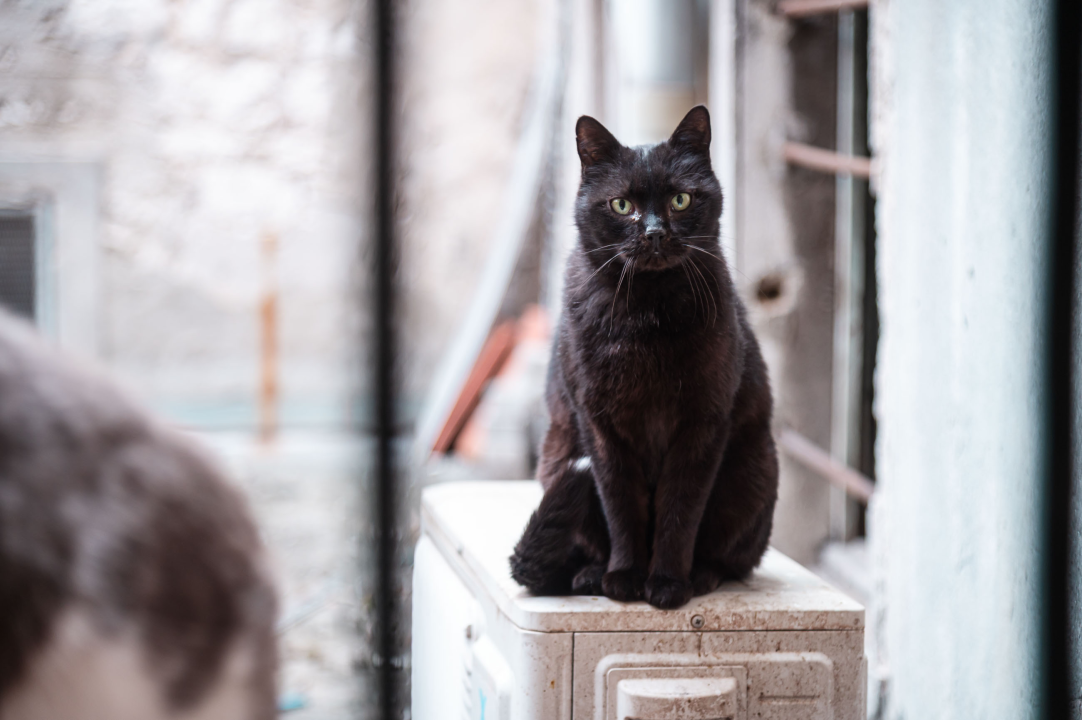 FOTO Đir po gradu, srijeda 1. travnja