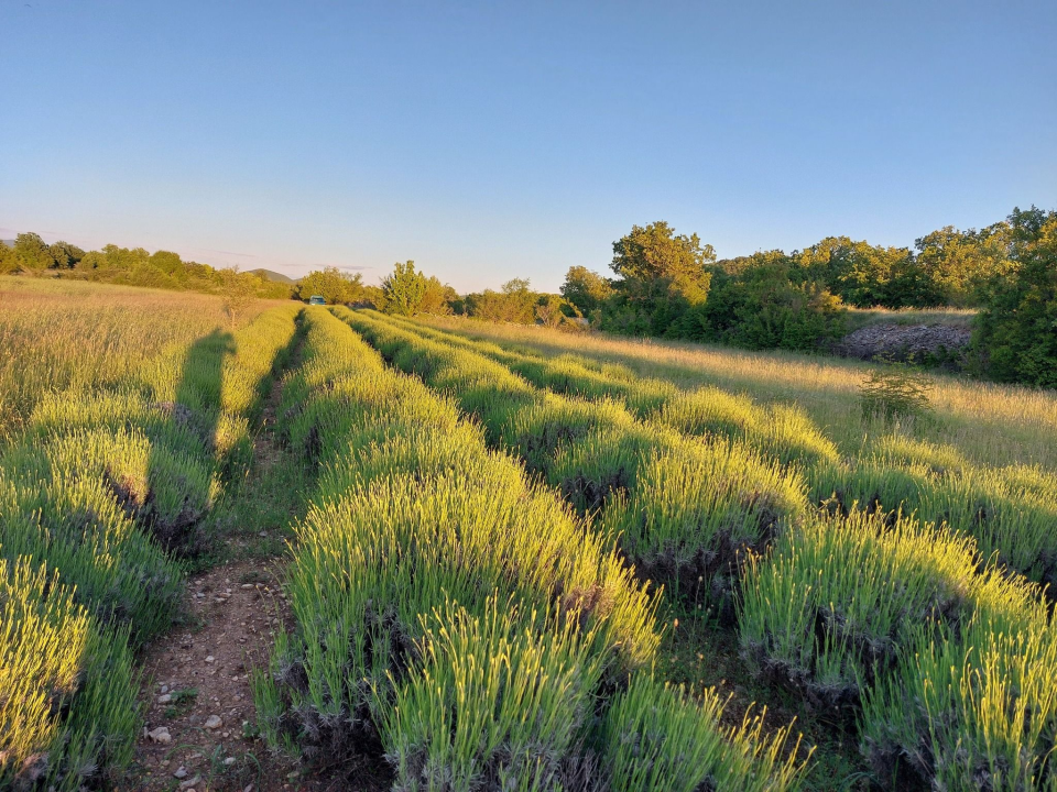 Mario u Unešiću ima plantažu lavande