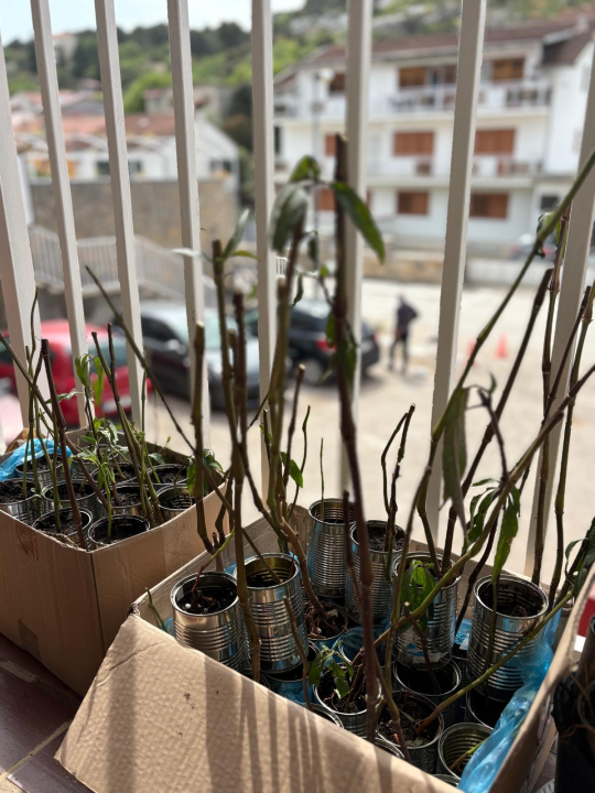 Pripremljeno 70 sadnica lavandule i ruellije za eko-akciju u Zatonu i Raslini